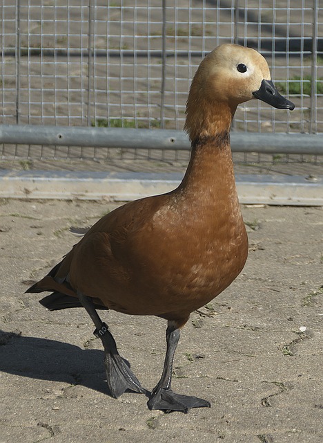 他们极有希